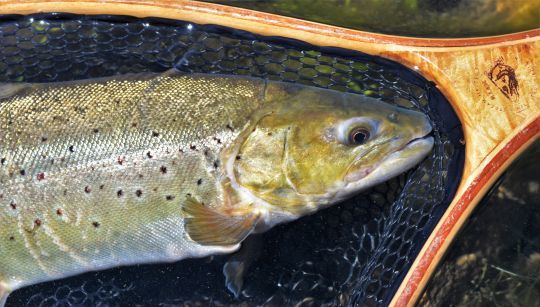 Pêcher une belle truite en rivière offre un plaisir incomparable