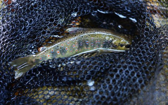 Les poissons natifs de rivière arborent souvent de jolies robes