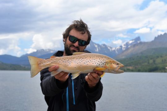 Une belle truite de lac