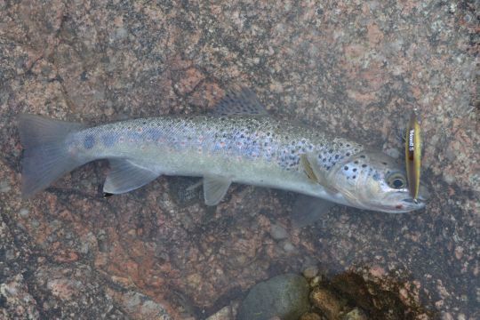 Les minnows coulants sont idéaux pour pêcher amont