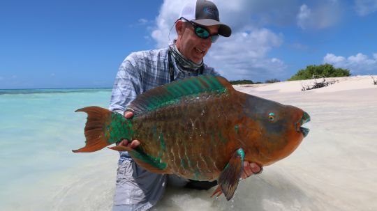 Le poisson perrotquet peut se rechercher à la mouche sur les zones corailleuses de l'archipel