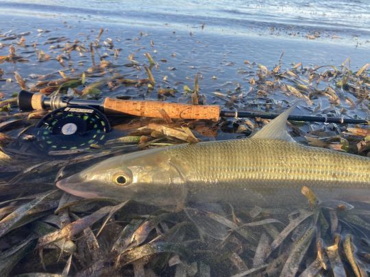 Le bonefish est un poisson passionnant à rechercher à la mouche et très puissant