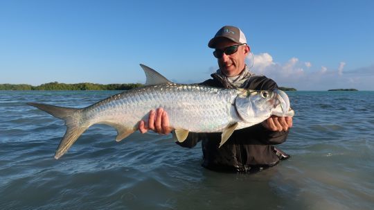 Le tarpon est bien présent dans l'Archipel et sera une cible de choix pour la pêcheur à la mouche. Un poisson acrobatique et puissant