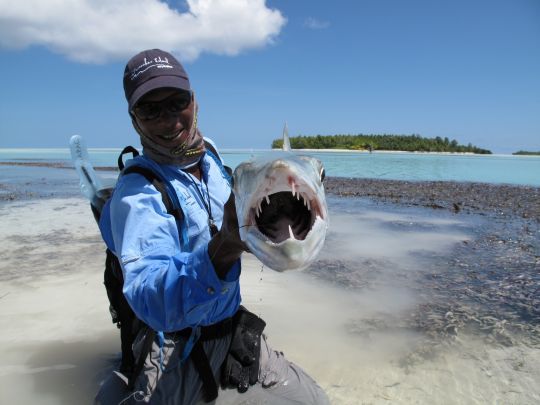 Le barracuda a gueule etune dentition impressionnante ! 