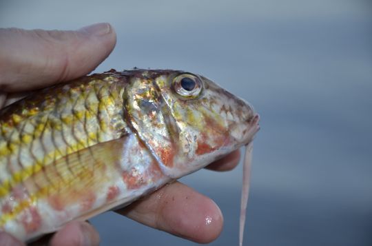 Le rouget barbet, un poisson fouisseur