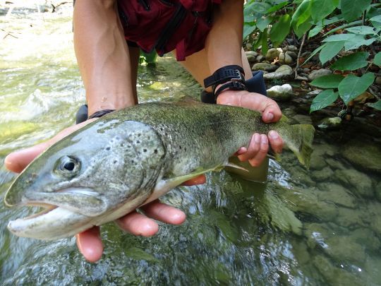 Interdiction de pêcher au vif dans certains endroits