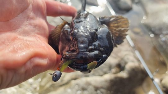 Un gobie à grosse tête qui n'a pas résisté à un micro-shad