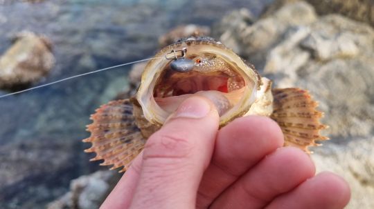 Une animation en verticale pour les poissons de roche comme la rascasse