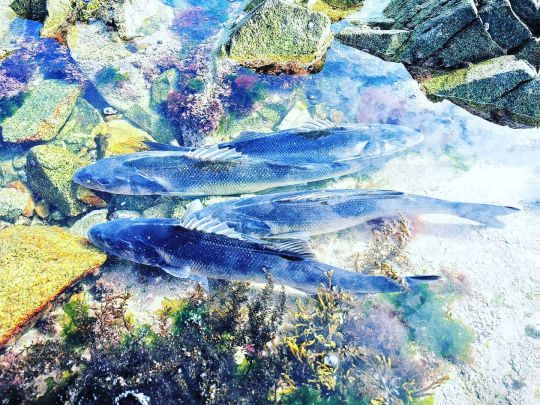 Il est possible de réaliser de belles sorties avec des poissons de belle taille du bord, surtout en début de saison.