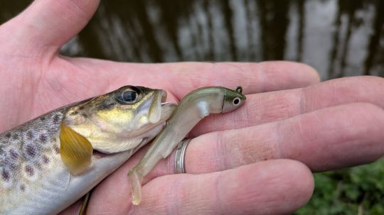 Aucun doute, le Black Minnow 70 de FIIISH est un leurre à posséder absolument.