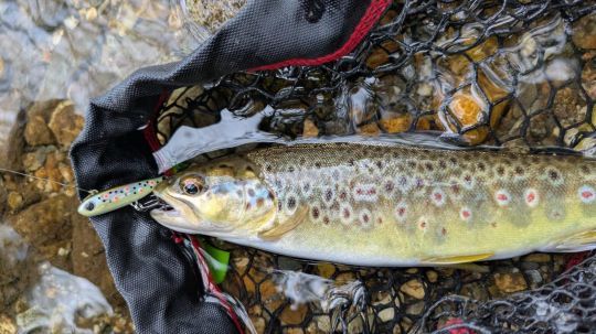 Une jolie truite de ruisseau prise au Power Tail 38mm coloris Fario.