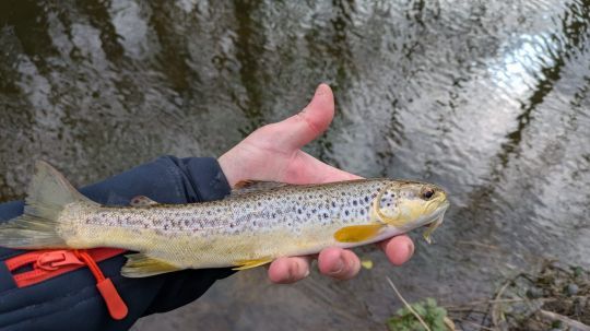 Quelques beaux poissons sont venus clôturer cette belle ouverture 2025.