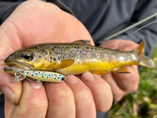 Une des nombreuses petites fario qui se sera laissée tenter par ce Power Tail au coloris Fario.