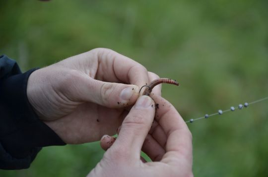 Pêcher la truite avec des appâts naturels