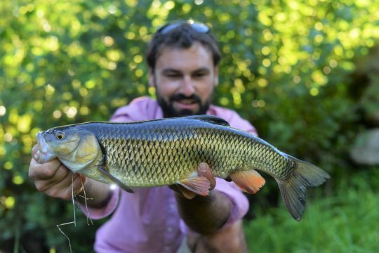 La pêche du chevaaine au leurre insecte est ludique et pleine de sensation!