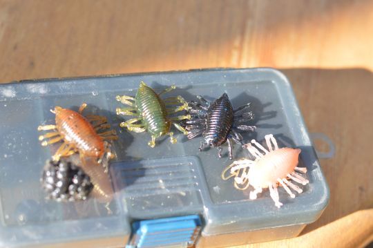 Quelques friandises à chevaine ( Illex Woodlouse)
