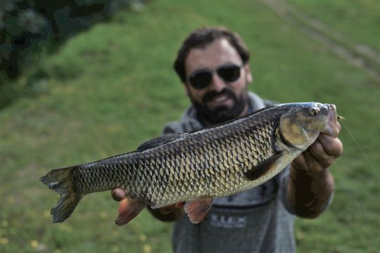Gros chevaine capturé après avoir aperçu sa silhouette
