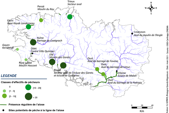 La grande alose colonisent de nombreux cours d'eau breton notamment l'Aulne, le Blavet et l'Oust où se concentrent les aficionados de cette espèce migratrice