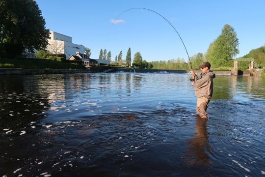 La grande alose est un poisson très combatif et puissant qui donne de belles sensations aux pêcheurs
