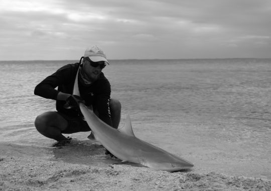 La capture de requins en Polynésie est inévitable, prévoyez des gants et une bonne pince
