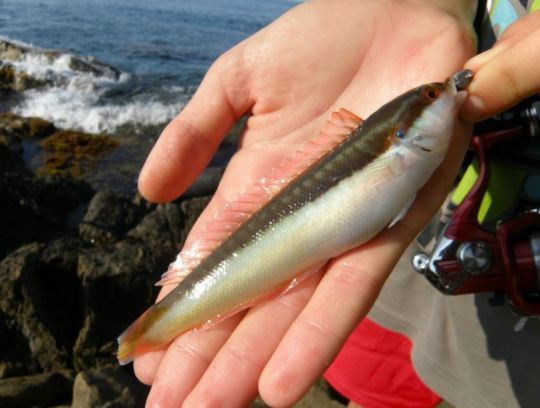 Les poissons de roche répondent bien au Power Isome