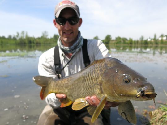 Les carpes sont de magnifiques poissons qu'elles soient commune, cuir ou miroir. Des poissons puissants qui donnent des belles sensations!