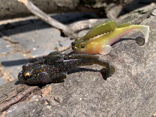 La ressemblance entre le Gobius et le Dark Sleeper est forte !