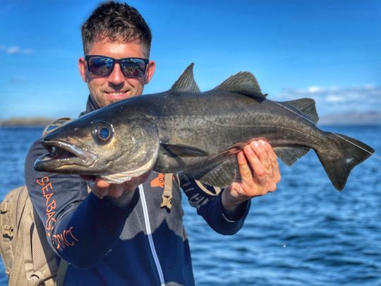 Un des très nombreux lieus jaunes du séjour ! C'est un vrai bonheur de pêcher ce poisson depuis le bord de côte, surtout avec des prises de cette taille