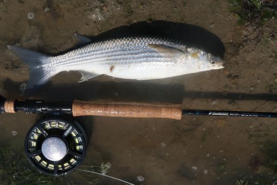 Le mulet se pêche aussi à la mouche avec un certains succès notamment avec ce modèle de mouche