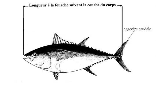 Voici comment mesurer la taille d'un thon rouge
