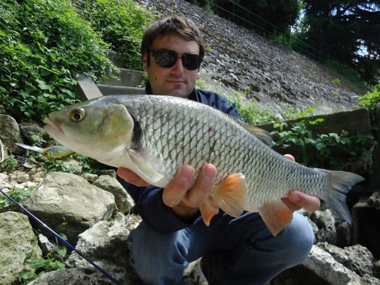 Les crankbait comme le Illex Chubby sont redoutables sur le chevaine
