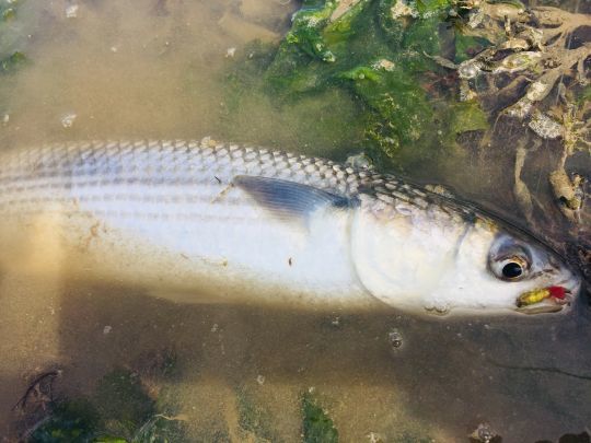Les mulets prennent assez mal la mouche, mais certains modèles comme la Sand Shrimp permettent d'en prendre assez régulièrement sur les vasières où ils viennent s'alimenter dans peu d'eau.