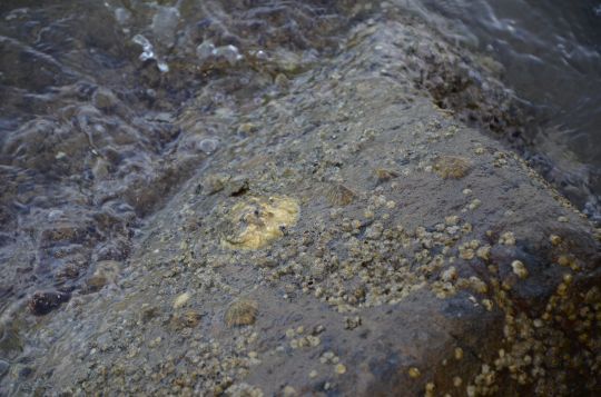 Les mollusques en danger
