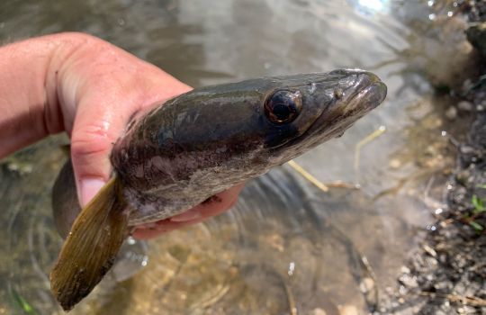 Le bullseye snakehead est adapté pour voir en surface.
