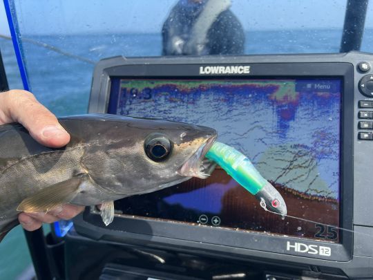 Bien gourmand, ce petit lieu jaune qui a engamé ce shad de 12 cm !
