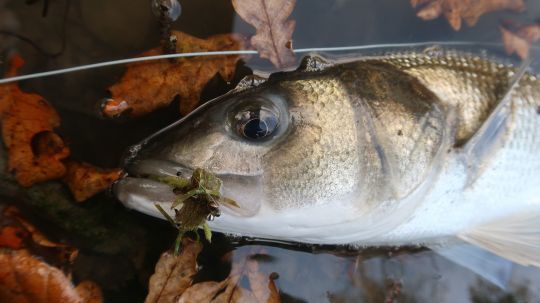 Les bars sont des mets de choix pour le bar. En estuaire c'est une des mouches les plus utilisées pour prendre de beaux spécimens