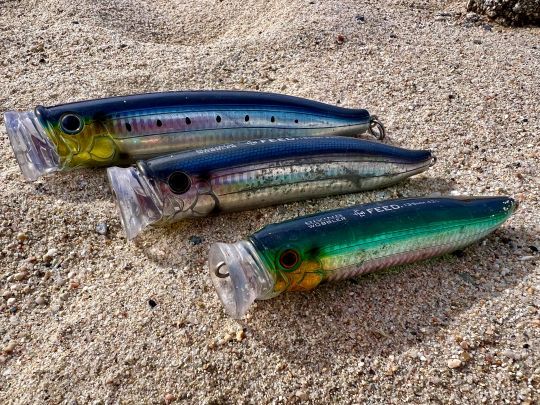Le Feed Popper est un incontournable pour la pêche du thon rouge. Décliné en plusieurs tailles, j'affectionne tout particulièrement les tailles 175 et 150 mm. 