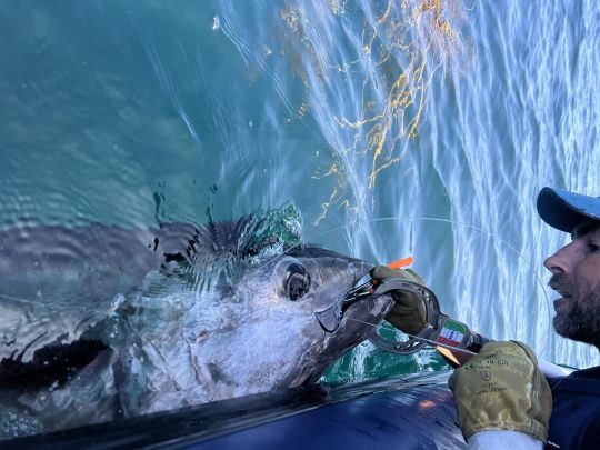 Une fois saisi avec le fish grip, le poisson est décroché puis oxygéné avant d'être relâché.