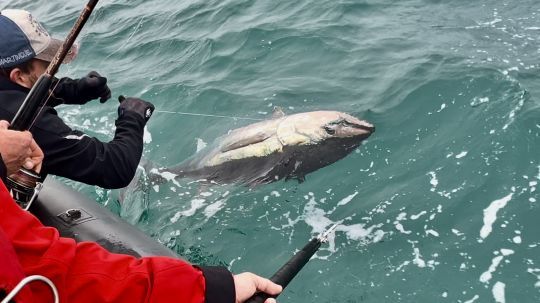 Le lignage du poisson est l'un des moments les plus critiques