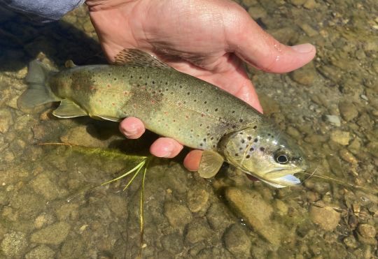 Jolie truite fario du lac du Lauzanier capturé à l'aide d'une imitation de criquet