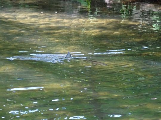 Pêcher à vue lorsque les eaux sont claires.