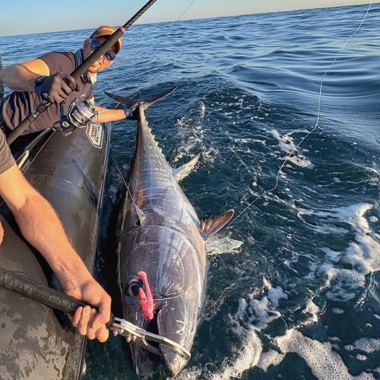Le modèle PE 8 est largement suffisant pour faire face aux poissons jusqu'à 150 kilos.