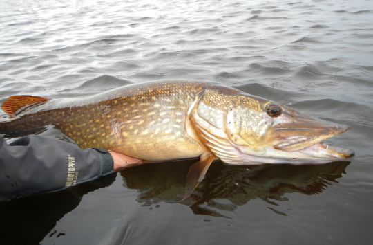 L'automne est une période particulièrement favorable à la pêche du brochet à la mouche