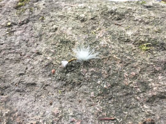 Les chironomes ou "chiro" éclosent tout au long de l'année et il faut en avoir dans ses boites rivières mais surtout réservoir où il constitue la base de l'alimentation des poissons