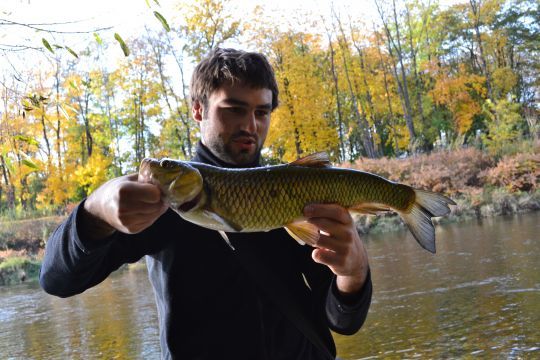 Un beau chevaine capturé en aval d'un seuil