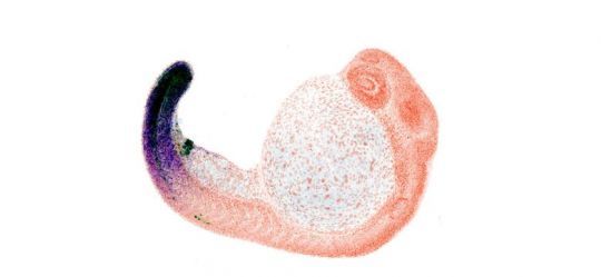 Expression du gène Hox13 dans le poisson zèbre (Duboule et al., Nature, 2025) © Brent Hawkins