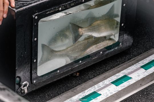 Les viviers étaient souvent pleins lors de la venue des commissaires.