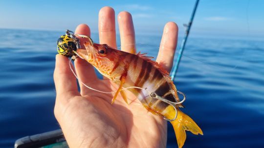 Utiliser des poissons de roche.