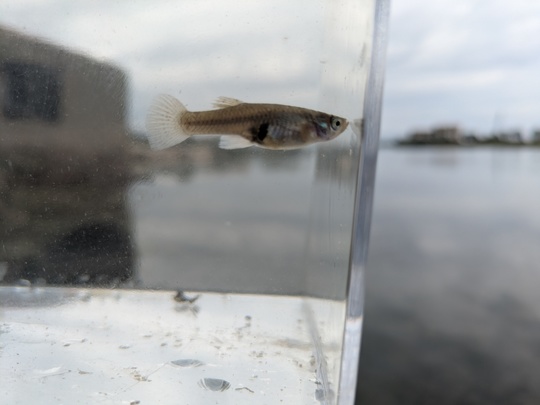 ne pas confondre l'aphanius et la gambusie qui vivent parfois dans le même habitat
