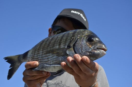 Le fromage, un appât à utiliser aussi en mer